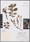 Foto von Salix aurita L. x Salix phylicifolia L.